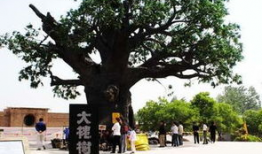 洪洞大槐树景区爆料视频,历史遗迹与民间传说的交融之旅